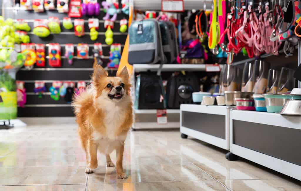 banho e tosa no pet shop