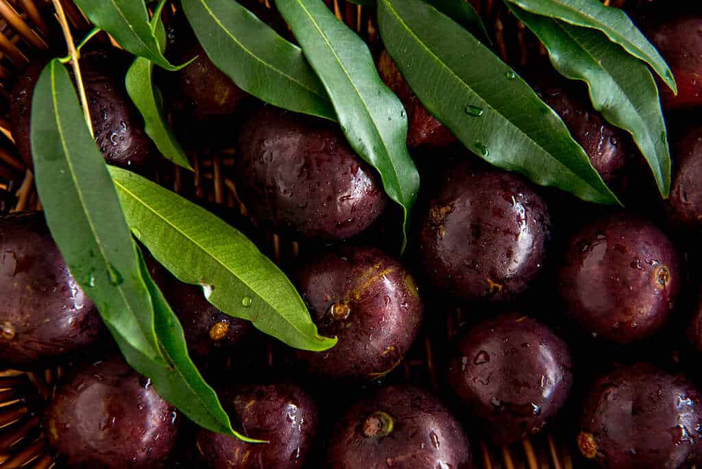 frutas brasileiras: jabuticaba