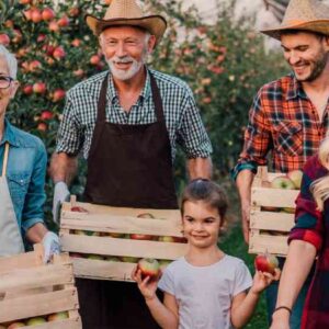 agricultura familiar: família realizando colheita com caixotes cheios de maçãs em pomar com macieiras